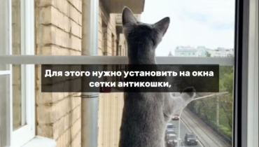 С сеткой «Антикошка» — ваш питомец будет в безопасности